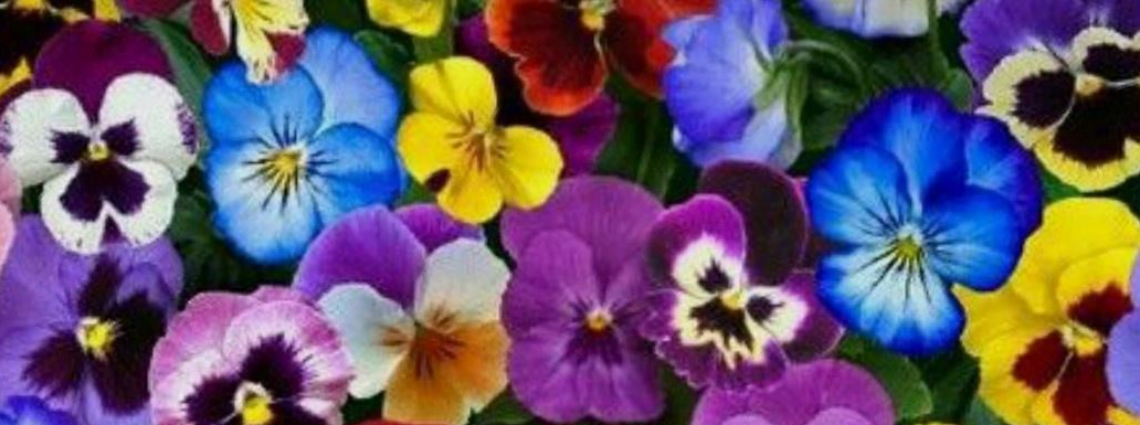 Pansies of all hues clustered together in sisterly love.